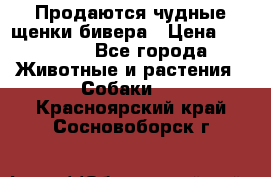 Продаются чудные щенки бивера › Цена ­ 25 000 - Все города Животные и растения » Собаки   . Красноярский край,Сосновоборск г.